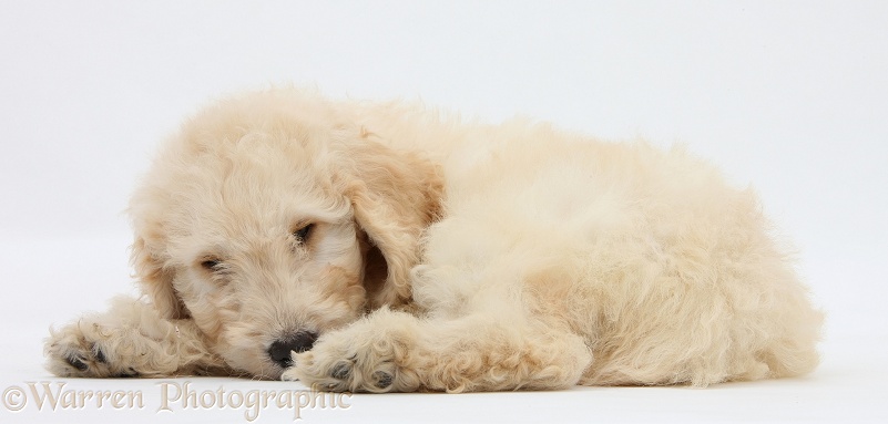 Sleepy Labradoodle pup, 9 weeks old, white background