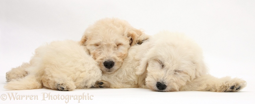 Sleepy Labradoodle pups, 9 weeks old, white background