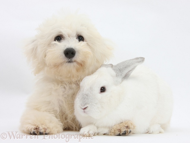 Bichon Frise dog, Louie, 4 months old, with a white rabbit, white background