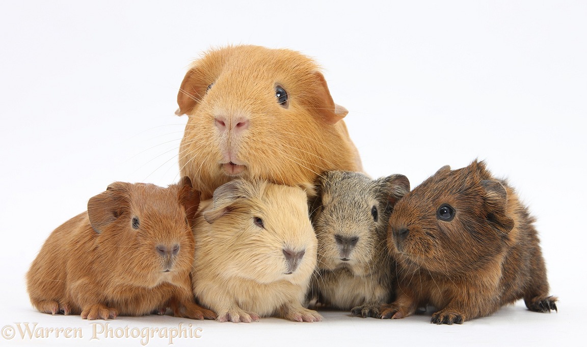 Red mother Guinea pig with four colourful babies, white background