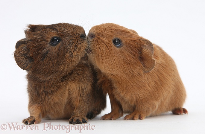 Baby red Guinea pigs kissing, white background