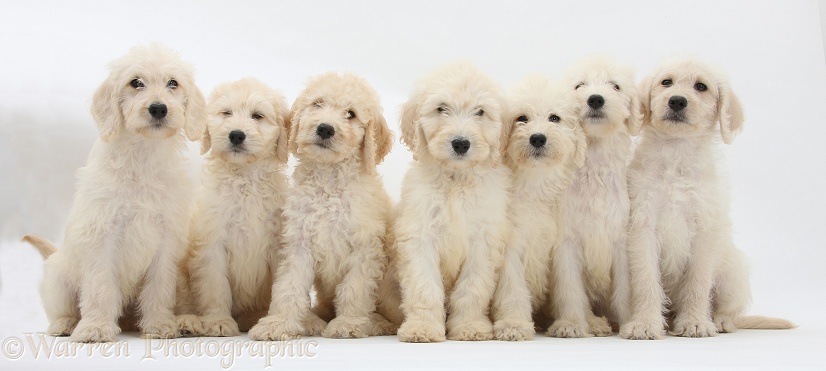 Seven Labradoodle pups, 9 weeks old, white background