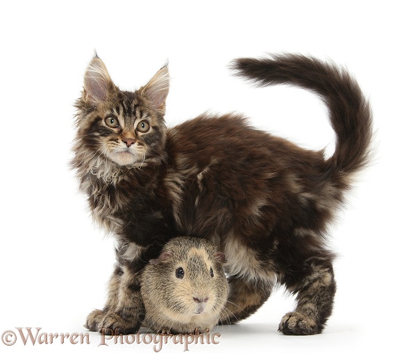 Tabby Maine Coon kitten, Logan, 12 weeks old, with guinea pig, white background