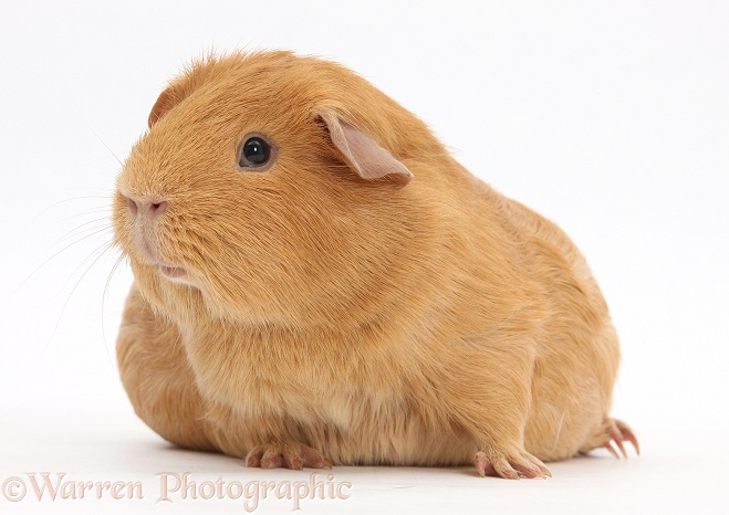 Pregnant red guinea pig with very large belly, white background