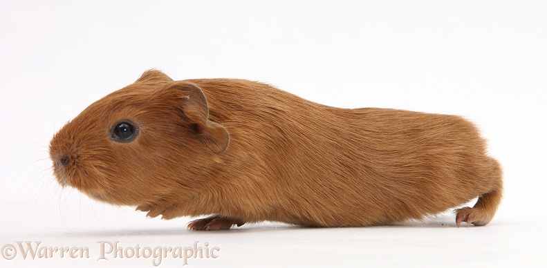 Baby red Guinea pig, white background