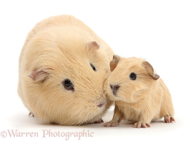 Yellow mother and baby Guinea pigs, white background