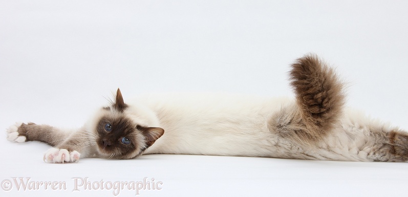 Birman cat stretching out, white background