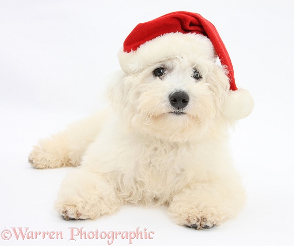 Bichon Frise dog, Louie, 4 months old, wearing a Father Christmas hat, white background