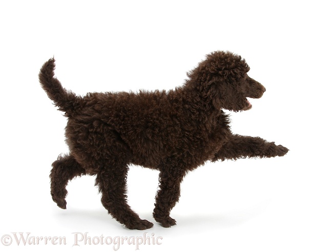 Chocolate Standard Poodle pup, Tara, 8 weeks old, walking across, white background