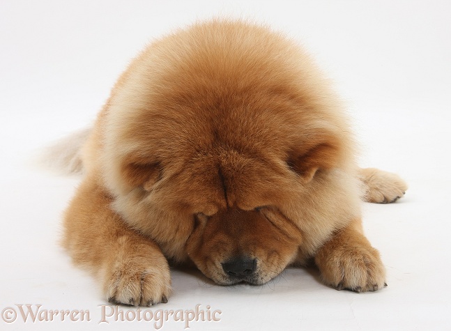 Chow Chow dog, Chico, white background