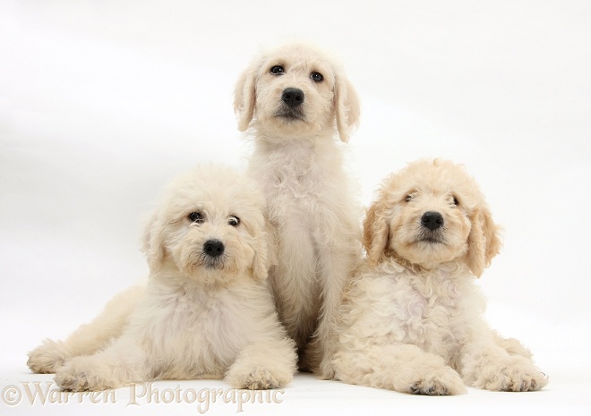 Three Labradoodle pups, 9 weeks old, white background