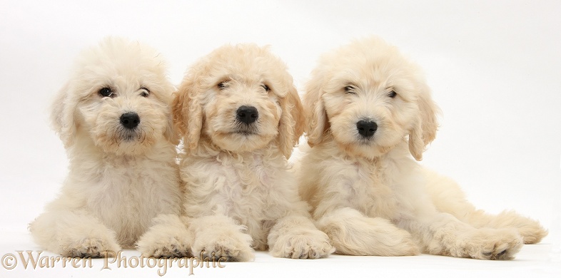 Three Labradoodle pups, 9 weeks old, white background