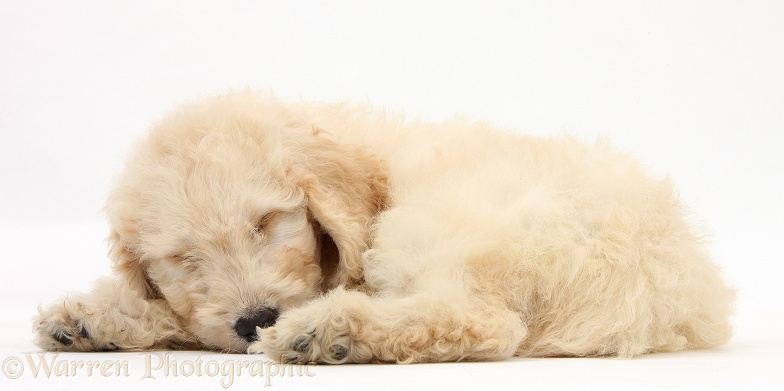 Sleepy Labradoodle pup, 9 weeks old, white background