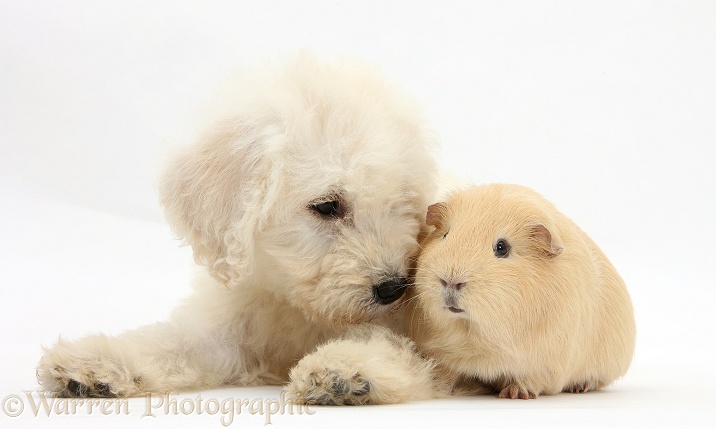 Labradoodle pup, 9 weeks old, with yellow Guinea pig, white background