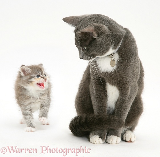 Kitten frightened by adult Blue-and-white Burmese-cross cat, Levi, white background