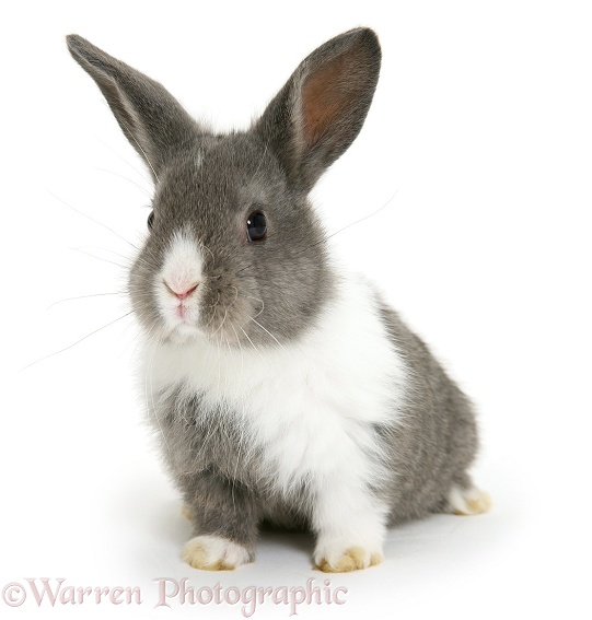 Baby Dutch-cross rabbit, white background