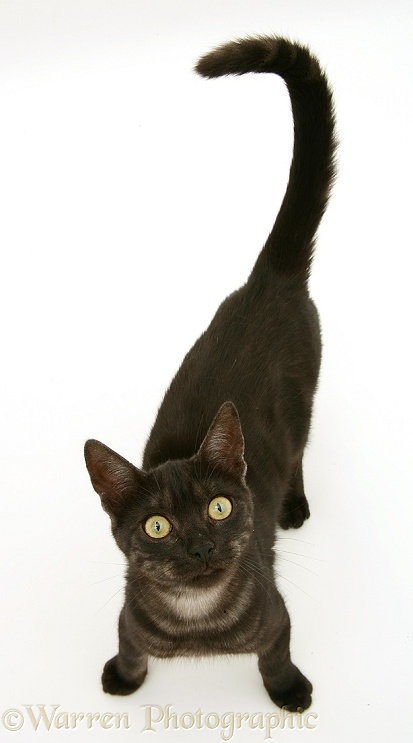 Black Smoke cat looking up, white background