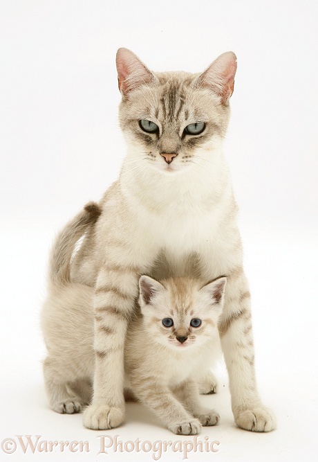 Birman-cross mother cat and kitten, white background