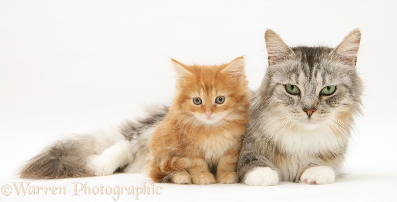 Maine Coon mother cat, Bambi, with her ginger kitten, white background