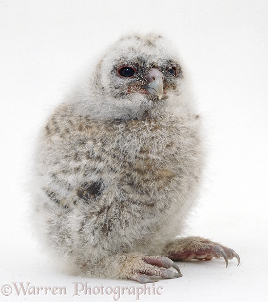Tawny Owl (Strix aluco), downy owlet, about 2 weeks old, white background