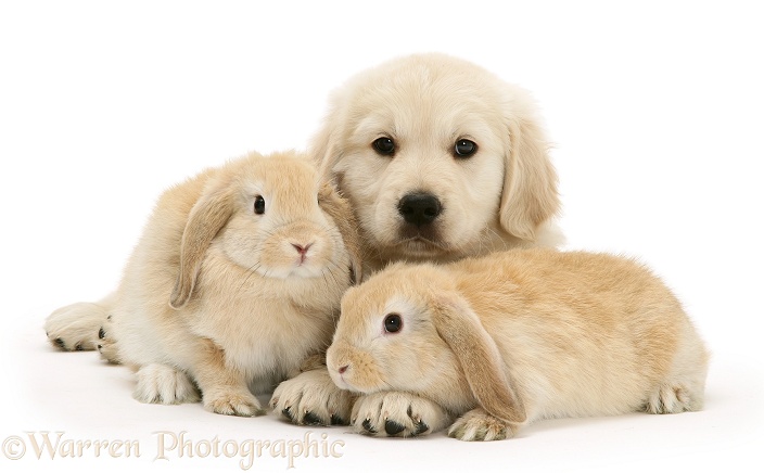 Sandy Lop rabbits and Golden Retriever pup, white background
