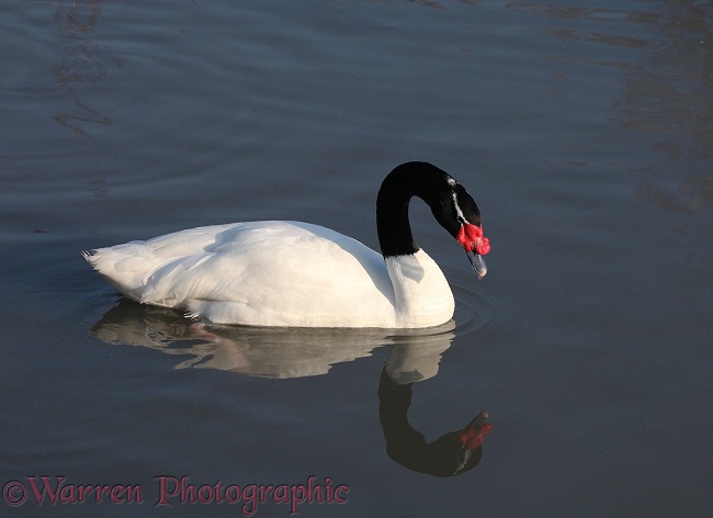 Black-necked Swan (Cygnus melanocoryphus)