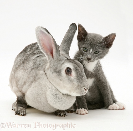 Silver Rex doe rabbit with blue-and-white Burmese-cross kitten Levi, white background