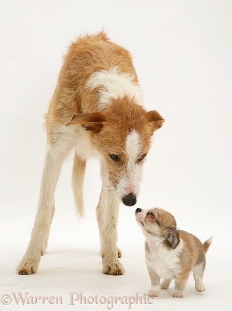 Lurcher, Kipling, and Chihuahua puppy, white background