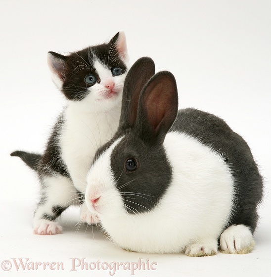 Black-and-white kitten with blue Dutch rabbit, white background