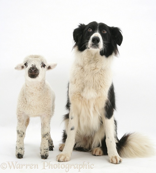 Lamb and black-and-white Border Collie, Phoebe, white background