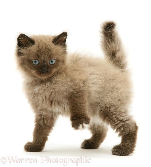 Chocolate Birman-cross kitten, white background