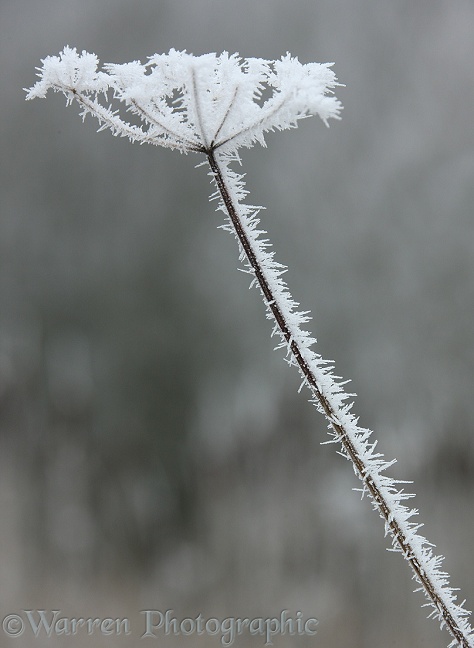 Hogweed (Heracleum sphondylium) deadhead with frost.  Surrey, England