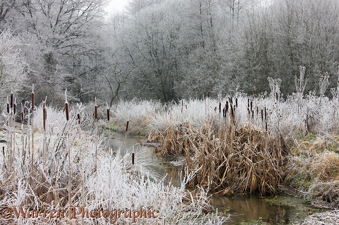 Frosty winter scene.  Surrey, England