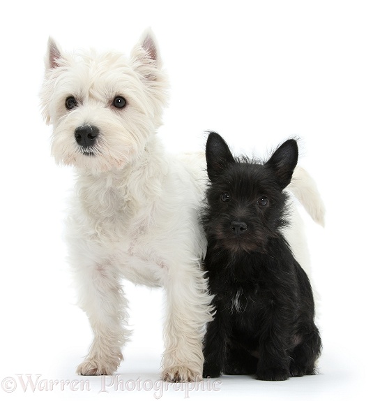 Black Terrier-cross puppy, Maisy, 3 months old, with West Highland White Terrier, Betty, white background