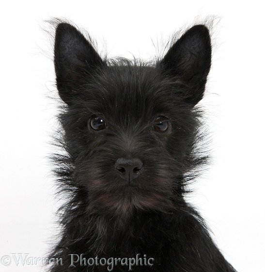 Black Terrier-cross puppy, Maisy, 3 months old, white background