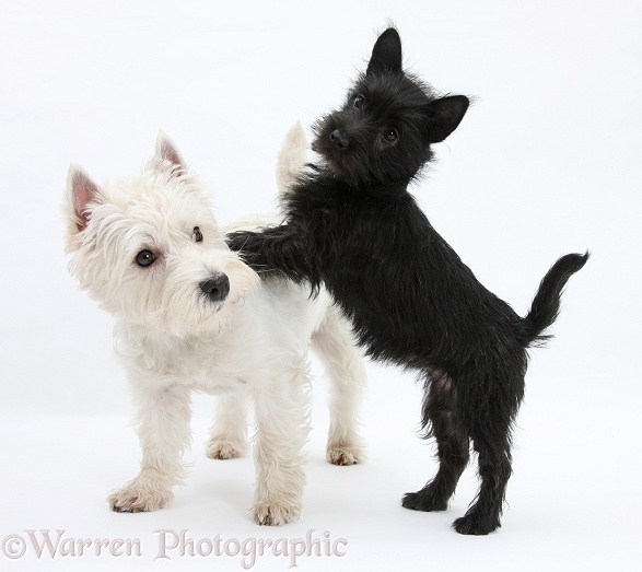 Playful black Terrier-cross puppy, Maisy, 3 months old, with West Highland White Terrier, Betty, white background