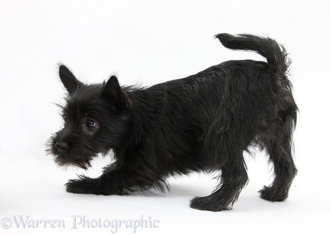 Playful black Terrier-cross puppy, Maisy, 3 months old, white background