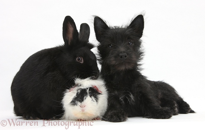 Black Terrier-cross puppy, Maisy, 3 months old, with rabbit and Guinea pig, white background