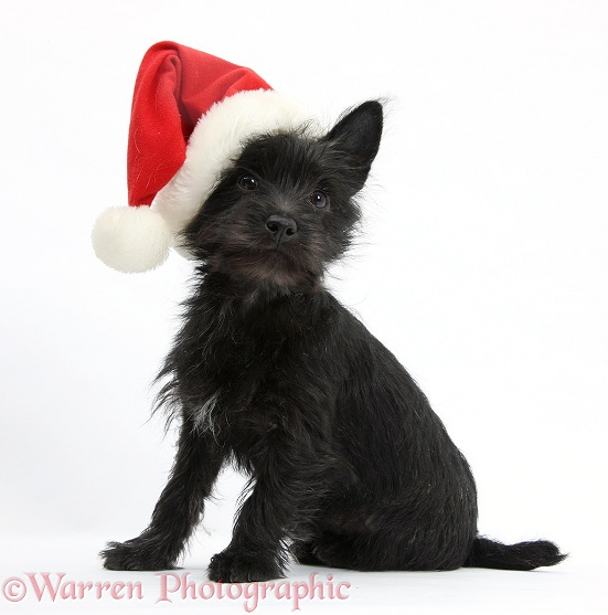 Black Terrier-cross puppy, Maisy, 3 months old, wearing a father Christmas hat, white background