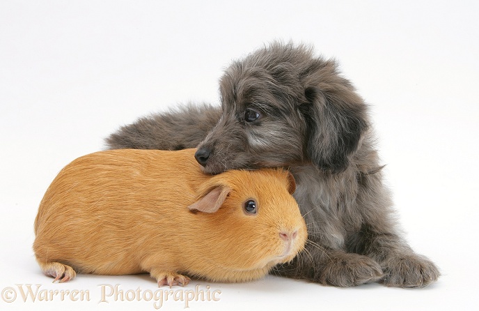 Shetland Sheepdog x Poodle pup, 7 weeks old, with Guinea pig, white background