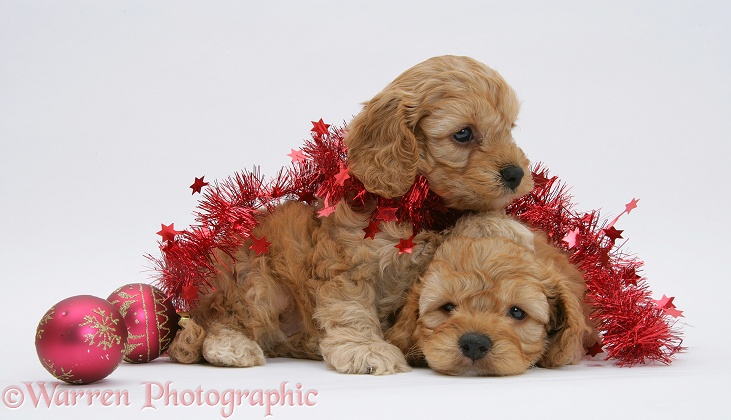Golden Cockapoo pups, 6 weeks old, with red tinsel and Christmas baubles, white background