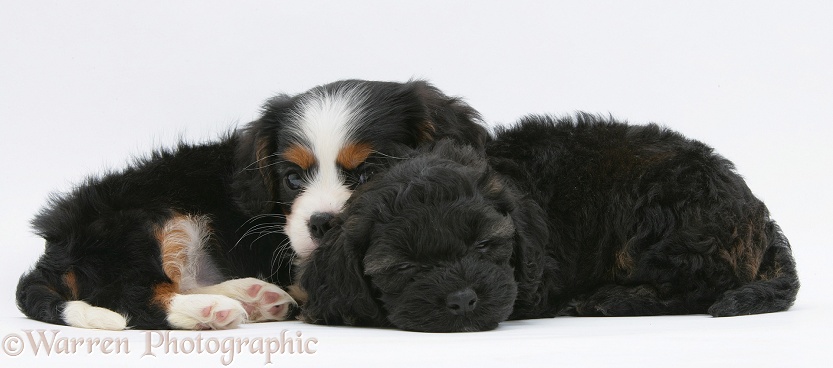 Sleepy black Cockapoo pup, 6 weeks old, with tricolour Cavalier King Charles Spaniel pup, Molly, 7 weeks old, white background
