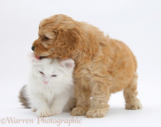 Birman x Ragdoll kitten, Willow, 11 weeks old, playing with golden Cockapoo pup, 6 weeks old, white background