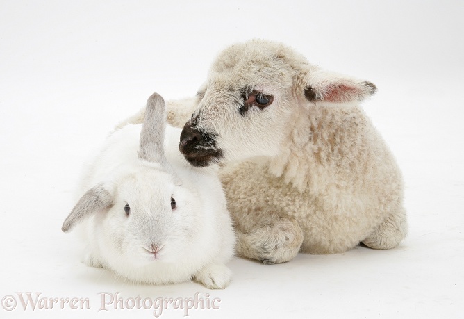 Lamb and white rabbit, white background