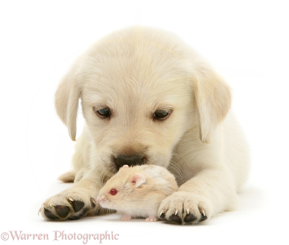 Retriever-cross pup with a hamster, white background