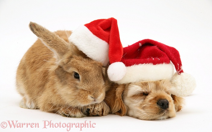 Buff American Cocker Spaniel puppy, China, 10 weeks old, asleep with Sandy Lionhead-cross rabbit, both wearing Father Christmas hats, white background
