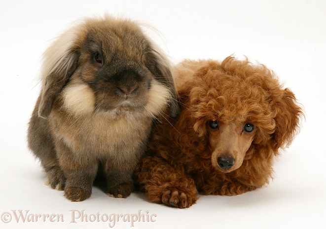 Red Toy Poodle pup, Reggie, 12 weeks old, with a Lionhead rabbit, white background