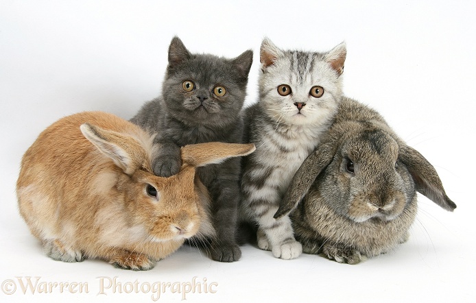 Grey kitten and silver tabby kitten with sandy Lionhead-cross and agouti Lop rabbits, white background
