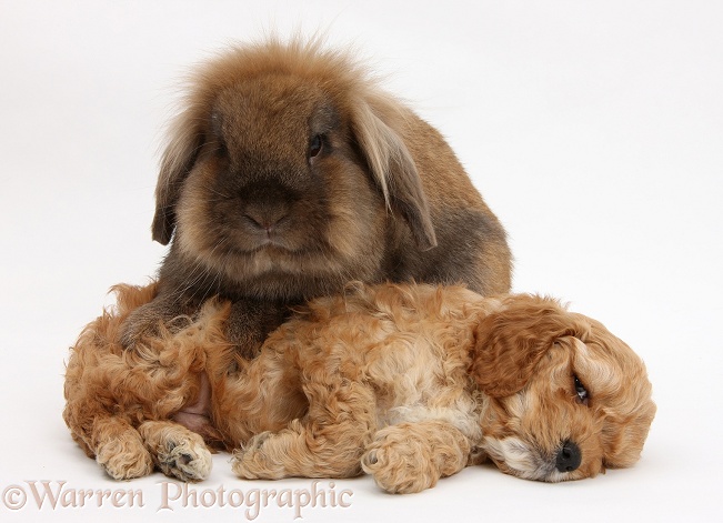 Sleepy Golden Cockapoo pup and Lionhead-cross rabbit, white background