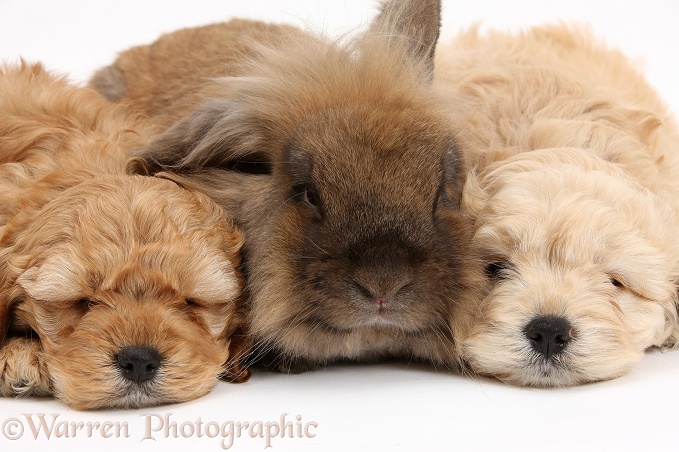 Sleepy Golden Cockapoo pups and rabbit, white background